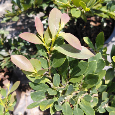 Distylium 'PIIDIST-III' (Coppertone™)