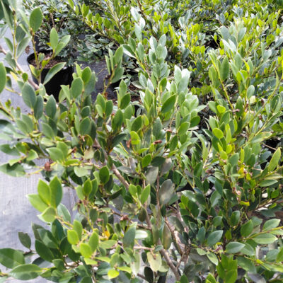 Distylium 'PIIDIST-I'  'Emerald Heights'