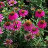 Echinacea purpurea 'Kim's Knee High' PP#12242