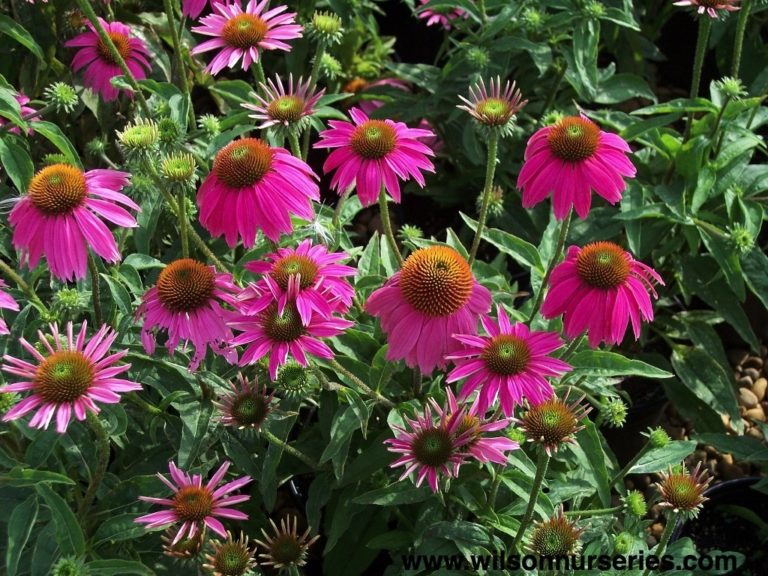 Echinacea purpurea ‘Kim’s Knee High’ PP12242 Kiefer Nursery Trees, Shrubs, Perennials