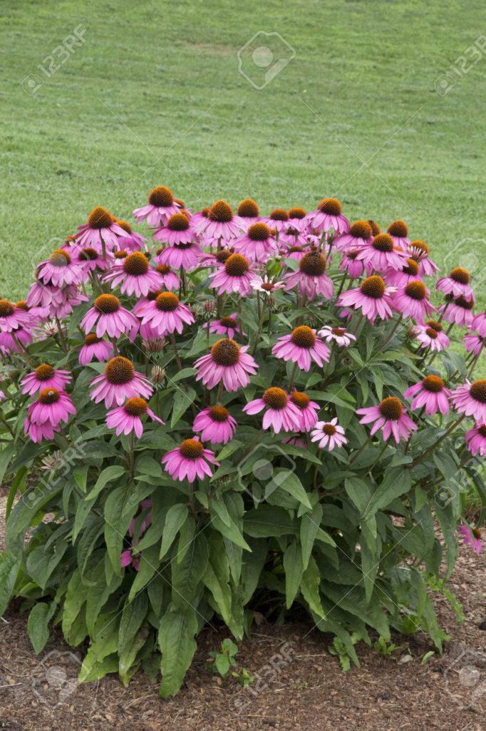 Echinacea purpurea PowWow Wild Berry | Kiefer Nursery: Trees, Shrubs