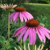 Echinacea purpurea