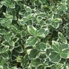 Euonymus fortunei 'Emerald Gaiety'