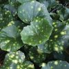Farfugium japonicum  'Aureomaculatum'