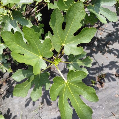 Ficus carica 'Brown Turkey'