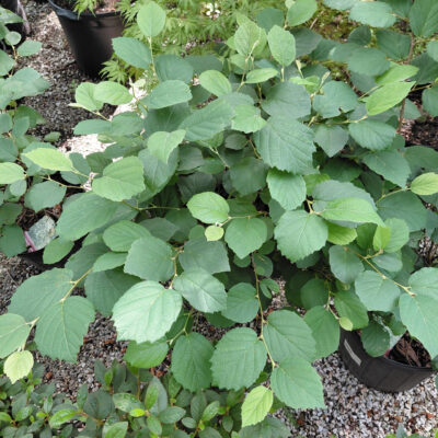 Fothergilla 'Mt. Airy'