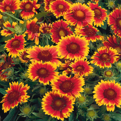 Gaillardia x grandiflora 'Arizona Sun'