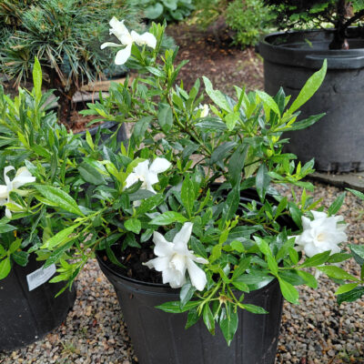Gardenia jasminoides 'Radicans'