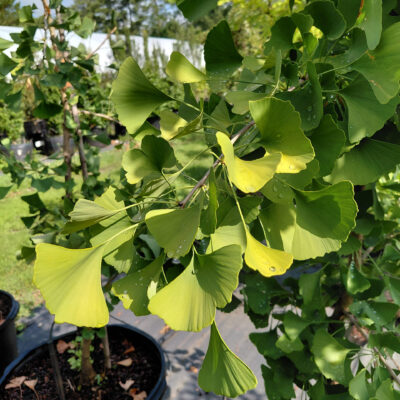 Ginkgo biloba 'Autumn Gold'