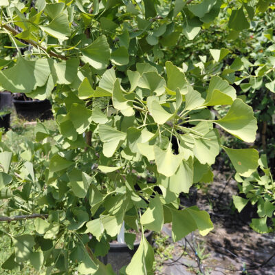 Ginkgo biloba 'Autumn Gold'