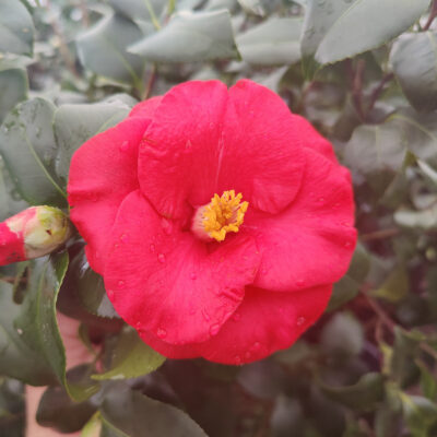 Camellia japonica 'Greensboro Red'