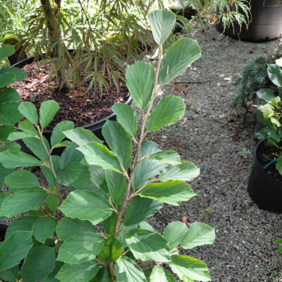 Hamamelis x intermedia 'Arnold's Promise'