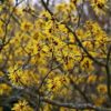 Hamamelis virginiana