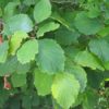 Hamamelis virginiana - Image 3