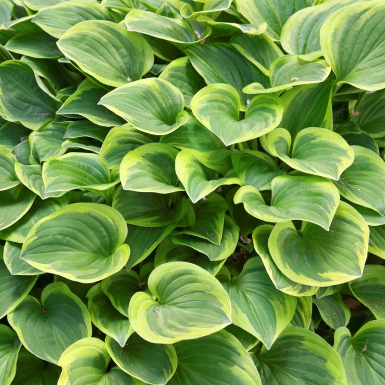 Hosta ‘Golden Tiara’ | Kiefer Nursery: Trees, Shrubs, Perennials