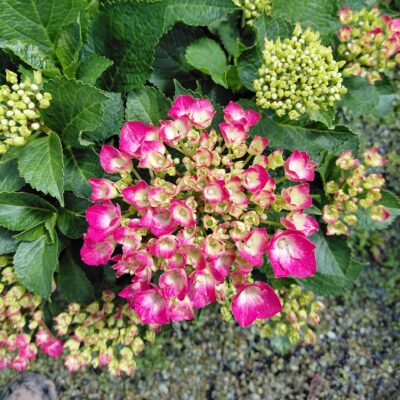 Hydrangea macrophylla Cityline® Paris