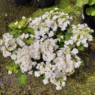 Hydrangea macrophylla 'Wedding Gown'