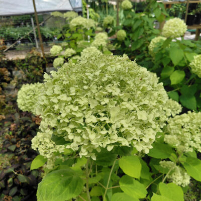 Hydrangea arborescens 'Abetwo' (Incrediball®)