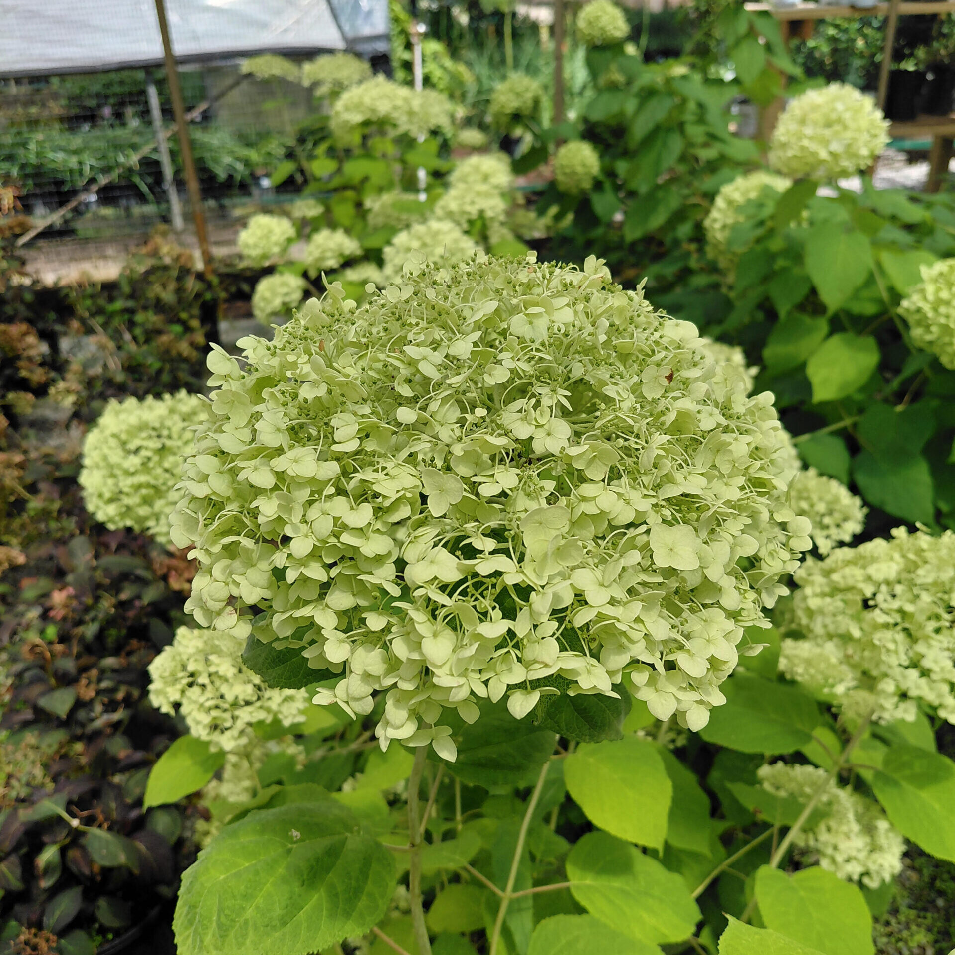 Hydrangea arborescens 'Abetwo' (Incrediball®)