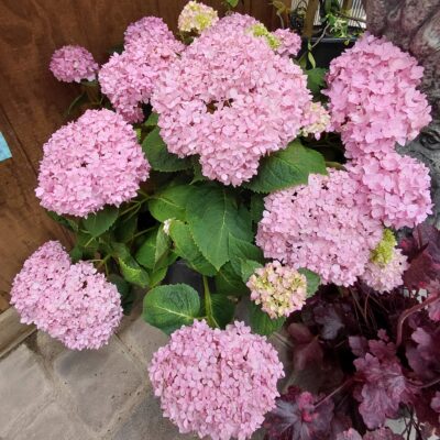 Hydrangea macrophylla 'Penny Mac'