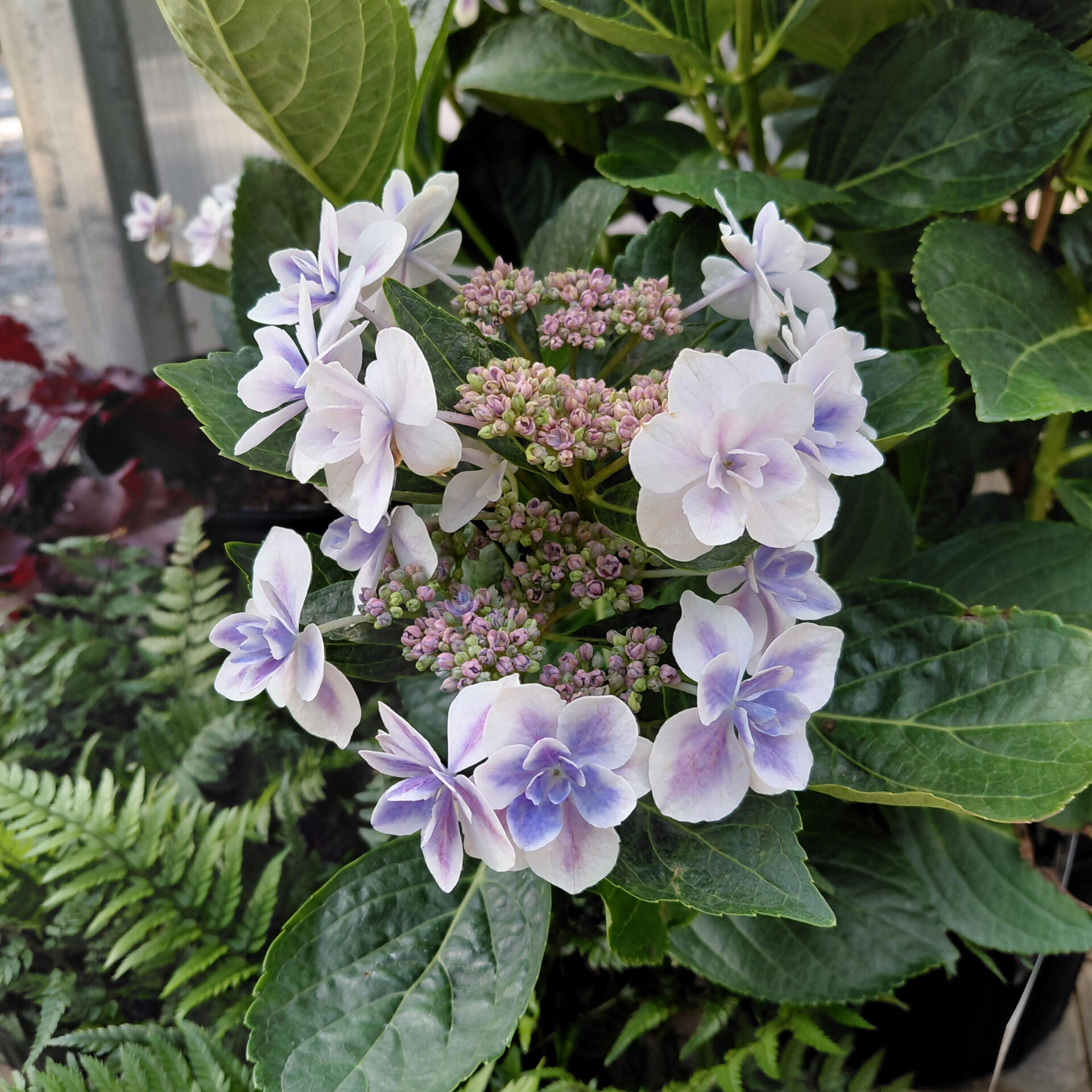 Hydrangea macrophylla 'Kompeito' Star Gazer