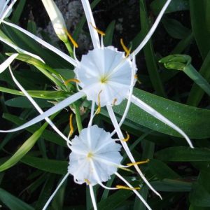 Hymenocallis liriosma | Kiefer Nursery: Trees, Shrubs, Perennials