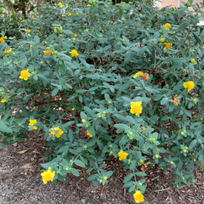 Hypericum frondosum 'Sunburst'