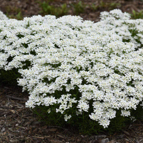 Iberis sempervirens ‘Snowsation’ | Kiefer Nursery: Trees, Shrubs ...