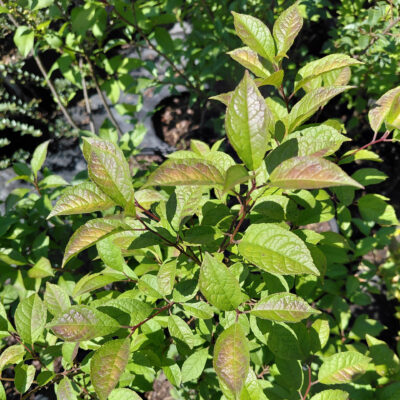 Ilex verticillata 'Apollo'
