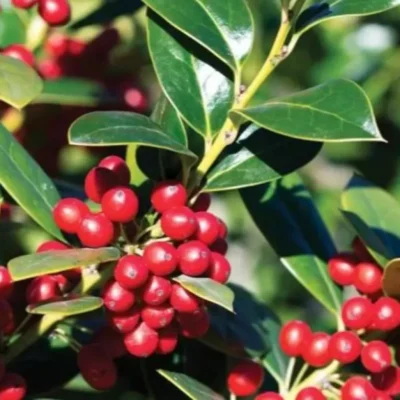 Ilex cornuta 'Needlepoint'