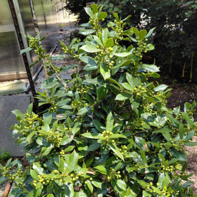 Ilex cornuta 'Needlepoint'