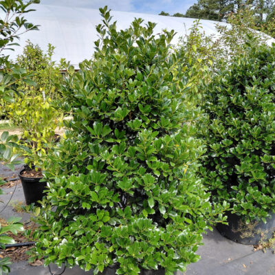 Ilex x 'Conin' (Robin™)