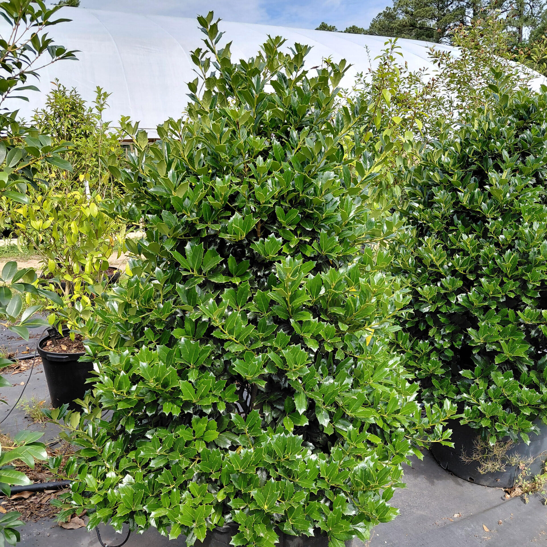 Ilex x 'Conin' (Robin™)