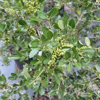 Ilex vomitoria 'Shadow's Female'