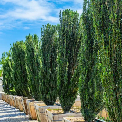 Ilex crenata 'Sky Pencil'