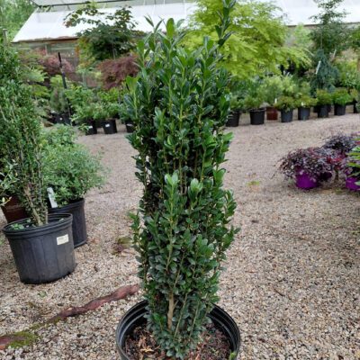 Ilex crenata 'Sky Pencil'