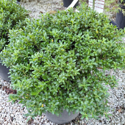 Ilex crenata 'Soft Touch'