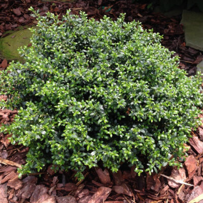 Ilex crenata 'Soft Touch'