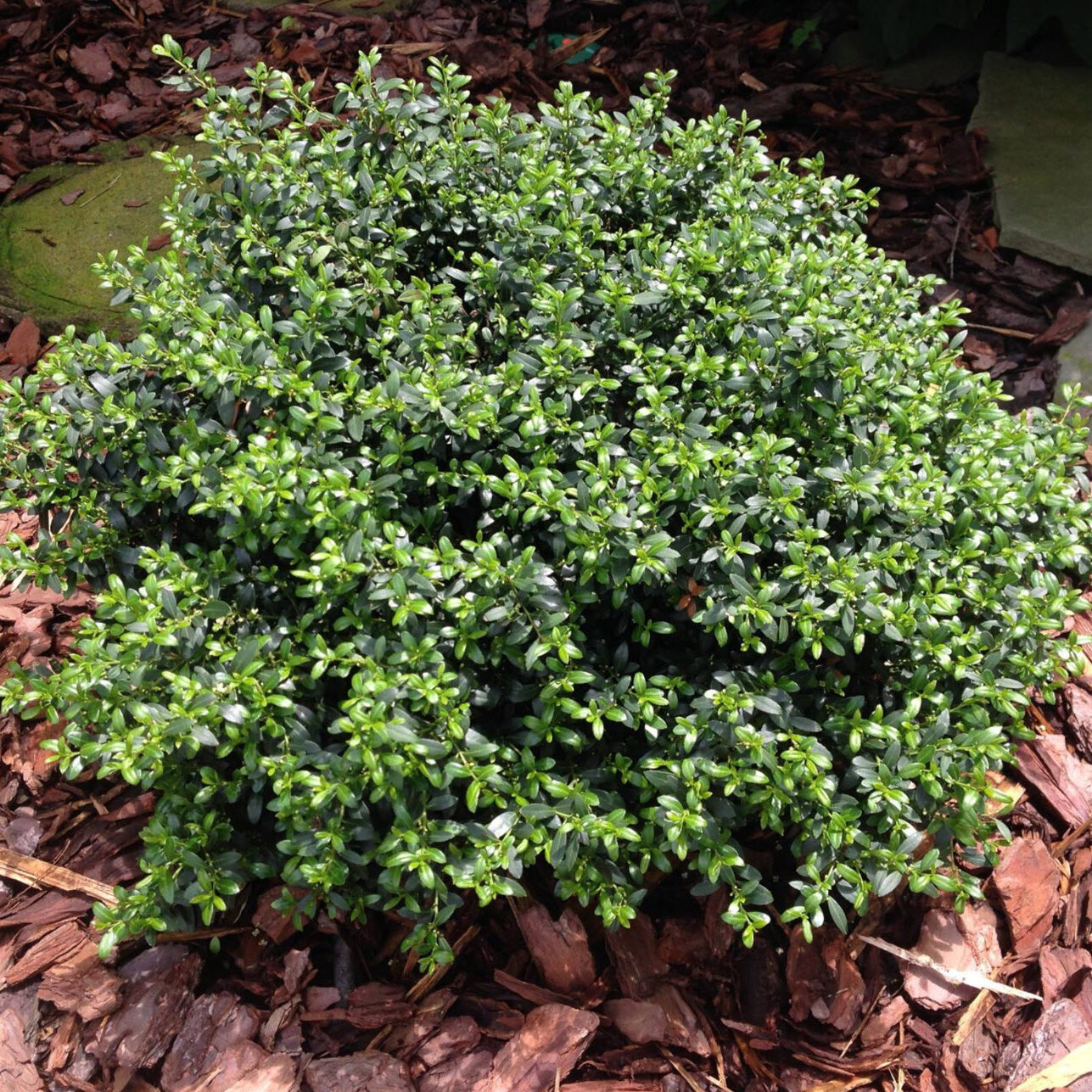 Ilex crenata 'Soft Touch'