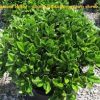 Ilex cornuta 'Carissa' - Image 4
