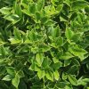 Ilex cornuta 'Carissa'