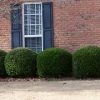 Ilex crenata 'Compacta'' - Image 2