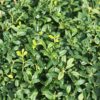 Ilex crenata 'Soft Touch'