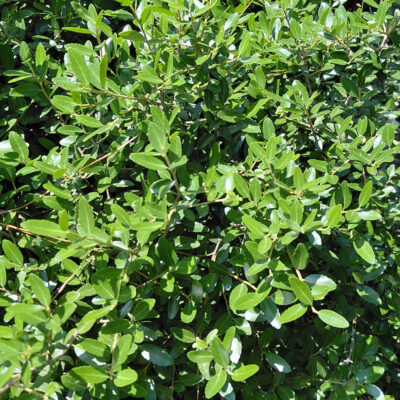 Ilex vomitoria 'Nana'