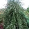 Ilex vomitoria 'Pendula'