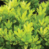 Illicium parviflorum 'Florida Sunshine'