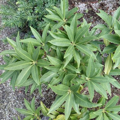 Illicium floridanum 'Halley's Comet'