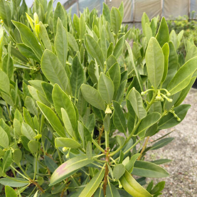 Illicium parviflorum
