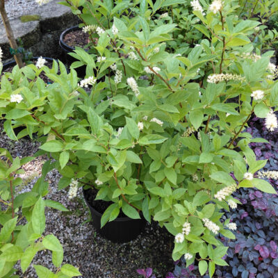 Itea virginica 'Henry's Garnet'