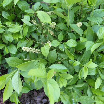 Itea virginica 'Sprich' (Little Henry)